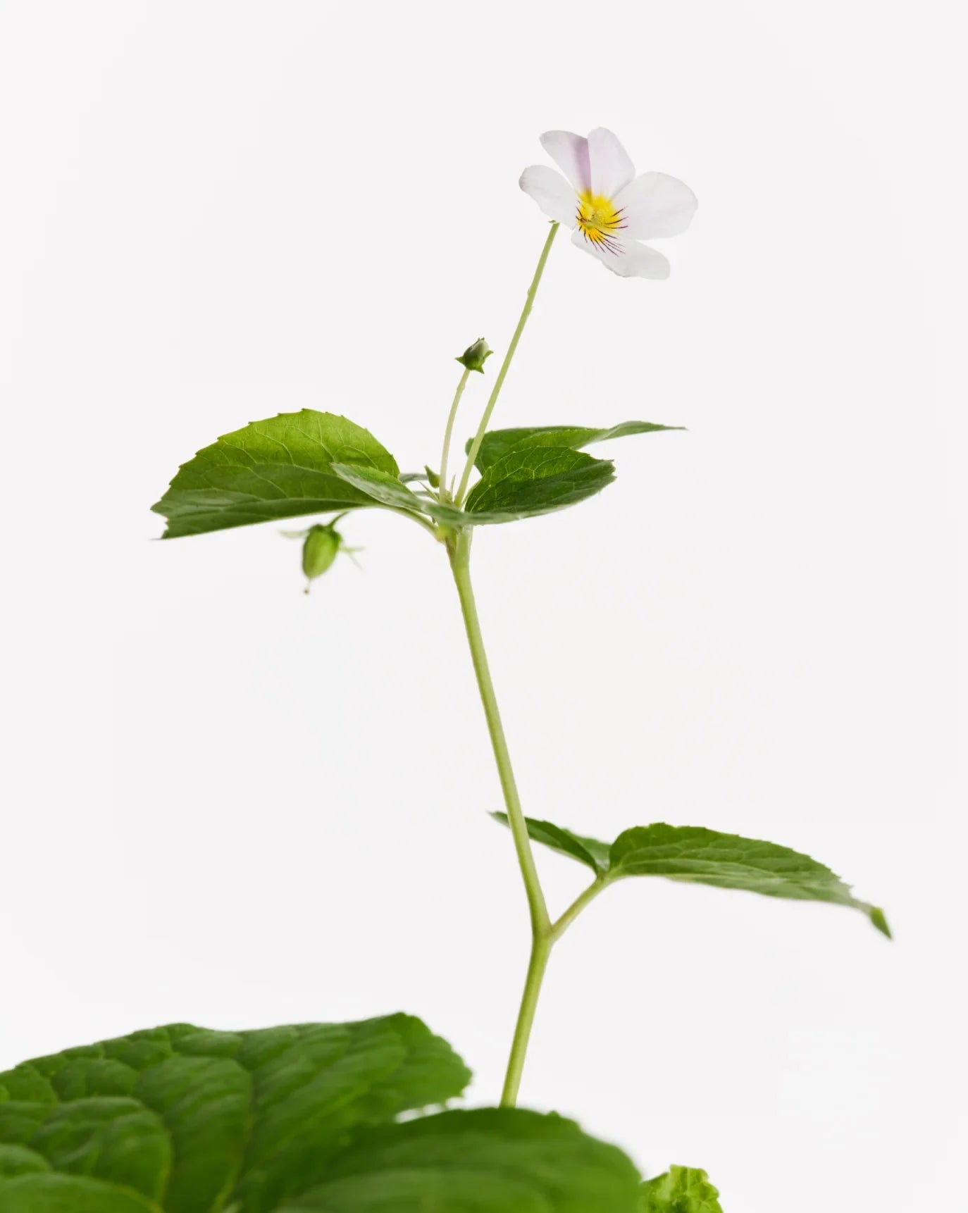 Glossier You Doux - Glaze Türkiye