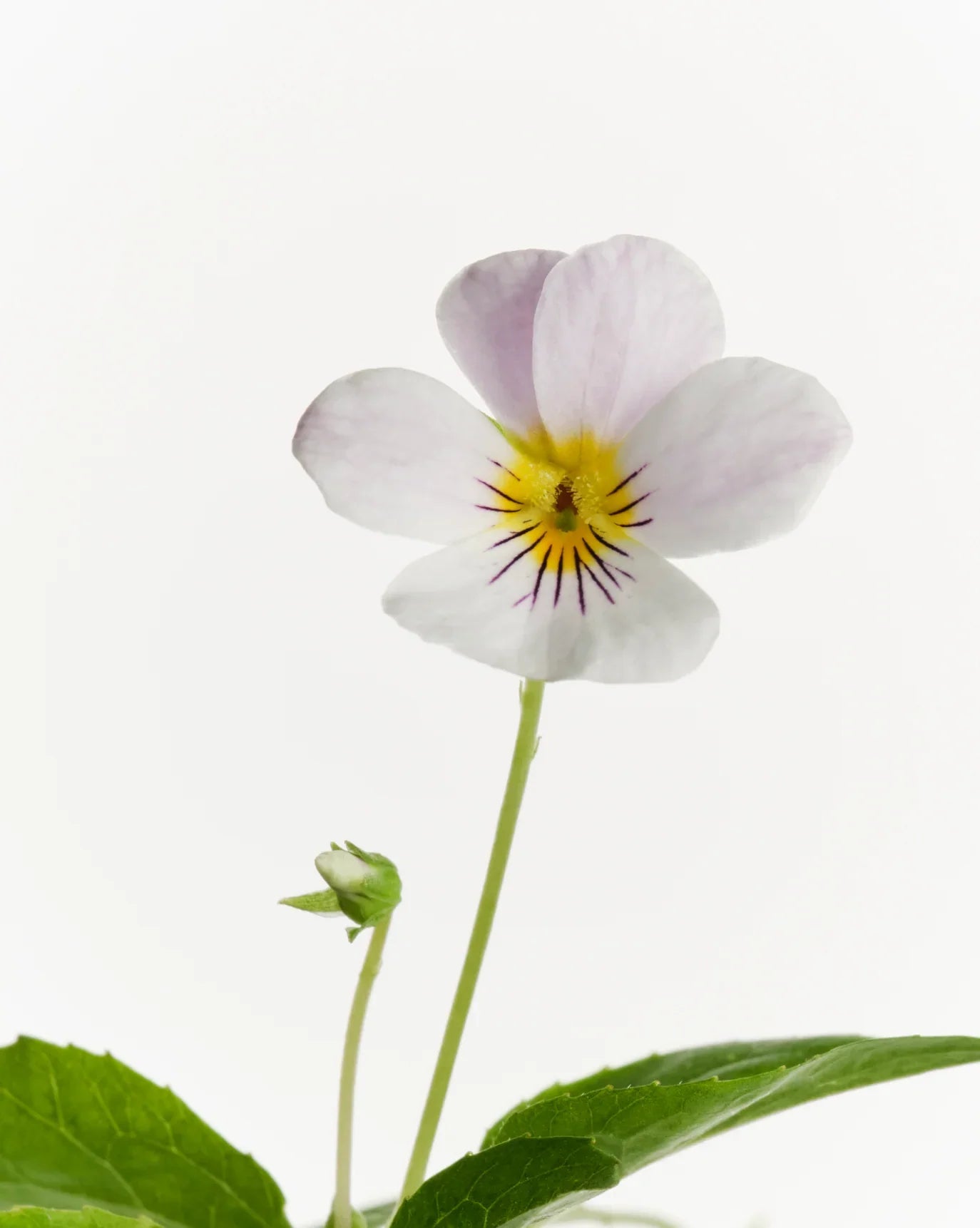Glossier You Doux - Glaze Türkiye